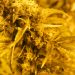 Olio CBD perché è naturale e privo di THC