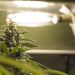 A Roma attivo servizio di delivery di cannabis legale