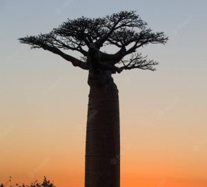 Il Baobab, il suo utilizzo e i suoi benefici